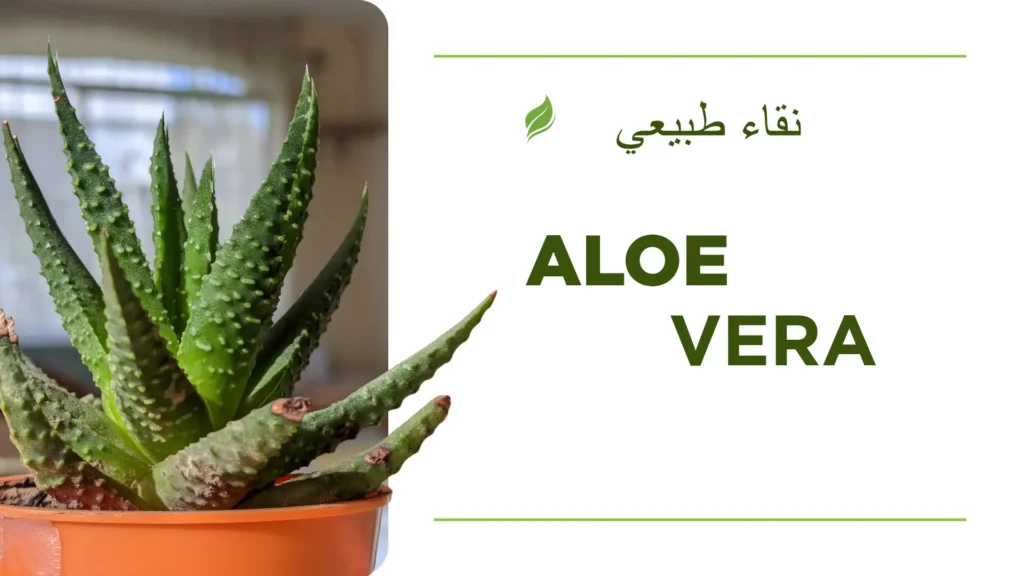 green white and brown minimalist aloe vera presentation